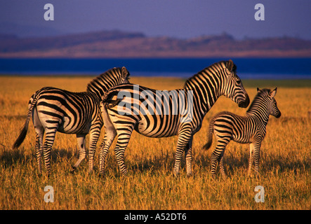 Burchell Zebra, Bumi Hills Area, Kariba See, Mashonaland West Province, Simbabwe, Afrika Stockfoto