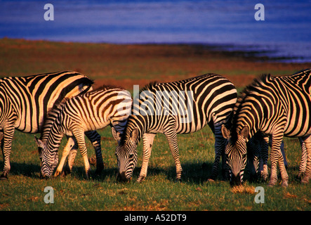 Burchell Zebra, Bumi Hills Area, Kariba See, Mashonaland West Province, Simbabwe, Afrika Stockfoto