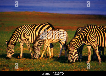 Burchell Zebra, Bumi Hills Area, Kariba See, Mashonaland West Province, Simbabwe, Afrika Stockfoto