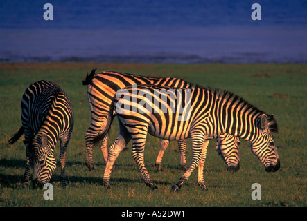 Burchell Zebra, Bumi Hills Area, Kariba See, Mashonaland West Province, Simbabwe, Afrika Stockfoto