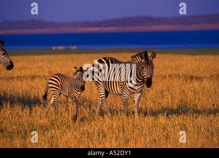 Burchell Zebra, Bumi Hills Area, Kariba See, Mashonaland West Province, Simbabwe, Afrika Stockfoto