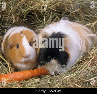 Haustier Meerschweinchen essen Karotten im Stroh Stockfoto