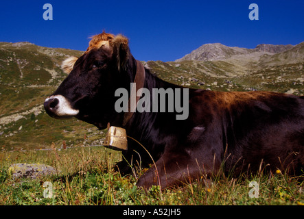 Schweizer Kuh, Schweizer Kühe, Kuh, Kuh auf der Weide ausruhen, Flüela Pass, Oberengadin, Schweizer Alpen, Kanton Graubünden, Schweiz, Zentraleuropa, Europa Stockfoto