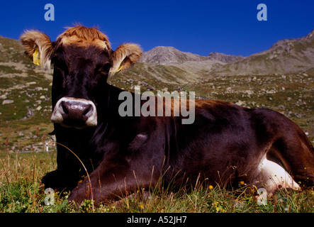 Schweizer Kuh, Schweizer Kühe, Kuh, Kuh auf der Weide ausruhen, Flüela Pass, Oberengadin, Schweizer Alpen, Kanton Graubünden, Schweiz, Zentraleuropa, Europa Stockfoto