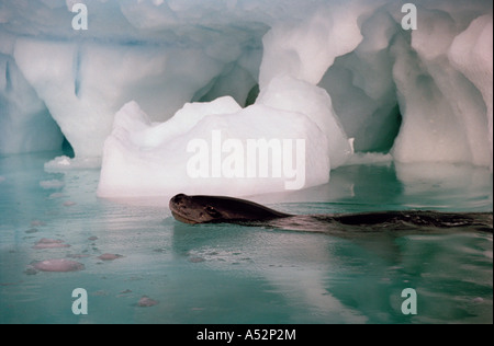 Leopard Seal Schwimmen vor einem Eisberg, Pleneau Island, antarktische Halbinsel, Antarktis Stockfoto