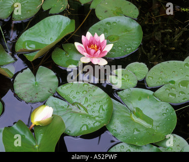 Seerose Nymphaea alba Stockfoto