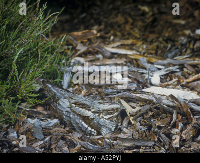 Gemeinsamen Ziegenmelker, Caprimulgus Europaeus sitzen getrocknet verlässt Rinde getarnt Stockfoto