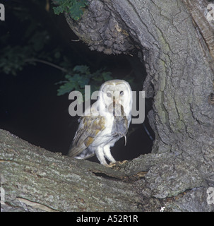 Schleiereule Tyto Alba Perched auf Baum mit Wühlmaus im Schnabel Stockfoto