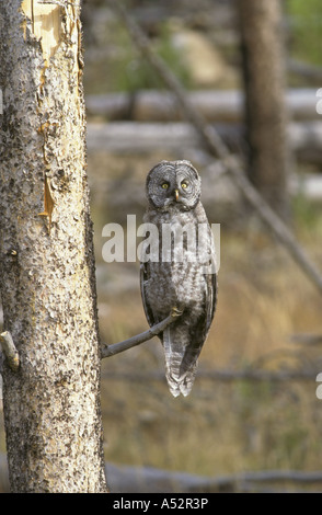 Große graue Eule Strix Nebulosa Yellowstone USA Stockfoto
