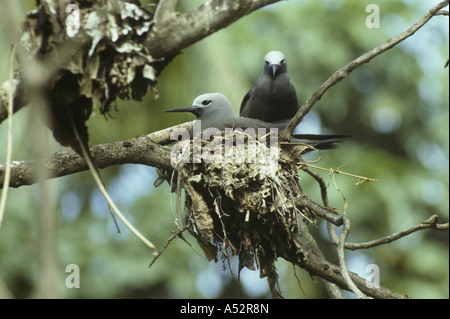 Geringerem Noddy Anous Tenuirostris paar am nest Stockfoto