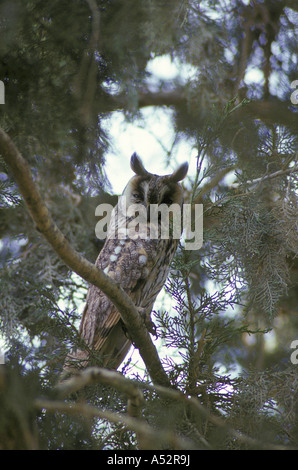 Lange eared Eule Asio otus Stockfoto