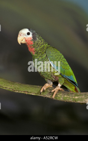 Kubanische Amazon Parrot Amazona leucocephala Stockfoto