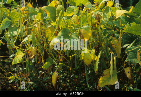 Grüne Bohne Pflanzen im Pod mit schweren Kalium k Mangelerscheinungen Stockfoto