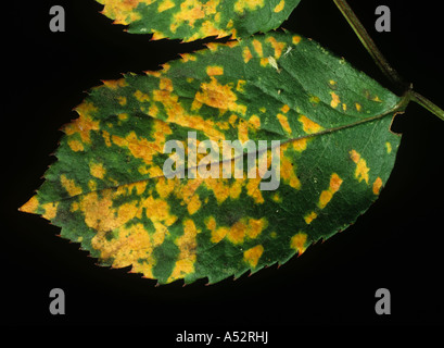 Rose Rost Phragmidium Tuberculatum Läsionen auf Oberseite Rosenblatt Stockfoto