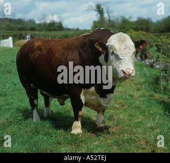 Stammbaum Hereford Bulle auf Rasen Devon Stockfoto