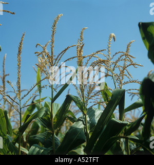 Männliche Quasten Blüten auf Reifung Mais Zea mays Stockfoto