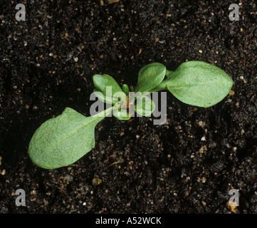 Sheeps Sauerampfer Rumex Acetosella Jungpflanze auf Boden-Hintergrund Stockfoto