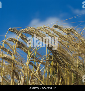 Gerste Ohren Hordeum Vulgare und blauer Himmel im Sommersonnenschein Stockfoto