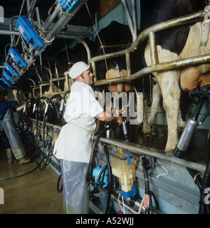 Hirte mit Holstein-Friesian Kühe gemolken in Fischgrätmuster Melken Stube Dorset Stockfoto