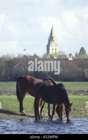 Zwei Pferde trinken von Themse vor Wolvercote Kirche Kirchturm Port Wiese Oxford England 2003 Stockfoto
