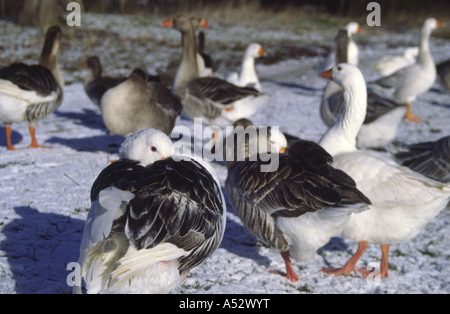 Schar von Graugänsen (Anser Anser) drängen sich für Wärme im Winter Schnee, Themse, Oxford, England Stockfoto