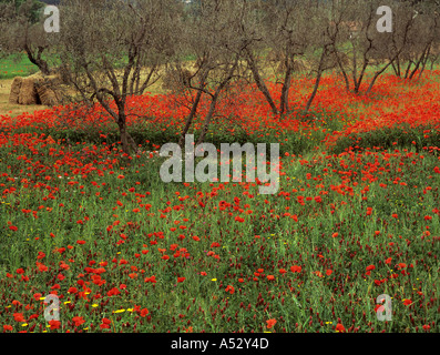 Mohnblumen in einem Olivenhain mit Heuballen im Hintergrund Massa Marittima-Toskana-Italien Stockfoto