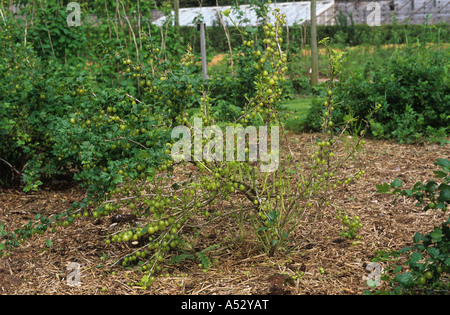 Stachelbeere Blattwespen Nematus Ribesii Larven Schäden eine Stachelbeere Busch Stockfoto