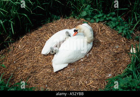 Höckerschwan mit jungen Cygnets Cygnus Olor am nest Fluss Avon Tewkesbury UK Stockfoto