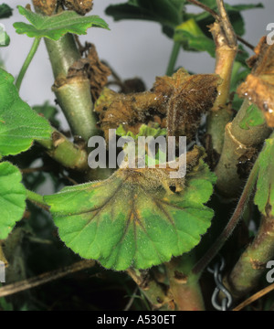 Grauschimmel Botrytis Cinerea auf zonale Pelargonium Laub Stockfoto