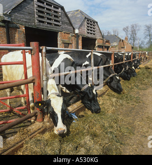 Holstein-Friesian Milchkühe mit Identifikation Kragen in einem Kugelschreiber Fütterung auf Grassilage Stockfoto