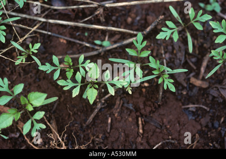 Sämling blackjack Bidens Pilosa Unkraut Keimen Kenia Stockfoto