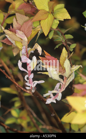 Echter Mehltau-Podosphaera Clandestina auf Spiraea Japonica Goldflame Stockfoto