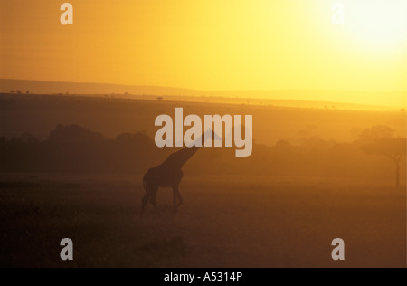 Gemeinsame oder Masai Giraffe gesehen gegen das goldene Licht der Morgendämmerung Masai Mara National Reserve Kenia in Ostafrika Stockfoto