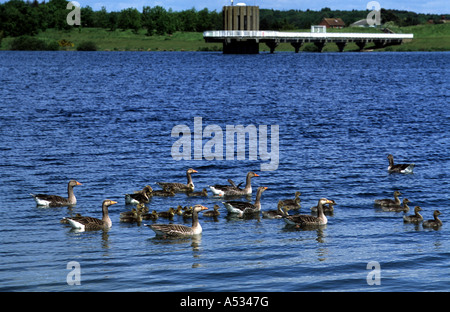 Alton Reservoir in Suffolk, im Besitz und betrieben von Anglia Wasser, die Trinkwasserversorgung in der Region von East Anglia in Großbritannien. Stockfoto