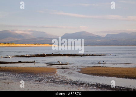 Llanddwyn Erhaltung Strand bei Ebbe mit Austernfischer und Sanddünen Newborough Warren Newborough Anglesey North Wales Stockfoto