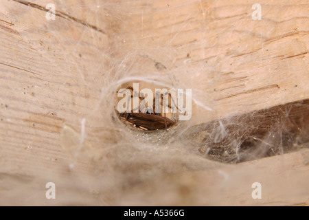 Eine Tegenaria Domestica Spinne in ihrem Trichter Web Rückzug hält seine Beute in einem Haus. Stockfoto