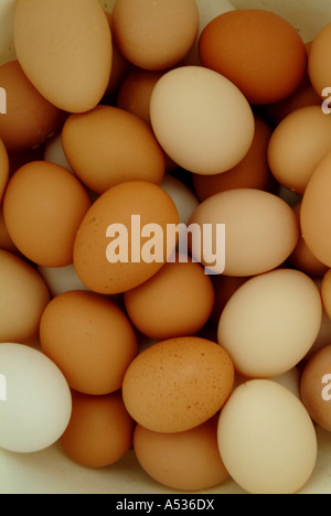 Ein Eimer voll mit Bauernhof frischen Bio Freilandeier gesammelt nur von den Hühnern am Morgen Stockfoto