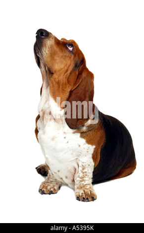 Basset Hound Dog Stockfoto