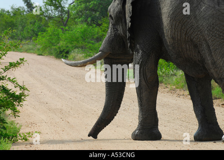 Nahaufnahme der afrikanische Elefant Loxodonta Africana in Jock von Buschfeld Straße, südlichen Kruger Park, Mpumalanga, Südafrika Stockfoto
