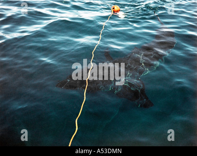 Eine schöne Landschaft Farbbild der weiße Hai schwimmen unter Wasser. Stockfoto