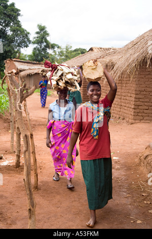 Frauen, die Brennholz für das Joseph-Projekt Fütterung Programm in Muzumanzi Malawi Afrika Stockfoto