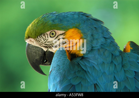 Blaue und gelbe Aras (Ara Ararauna), portrait Stockfoto