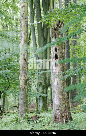 Buchenwald mit toten Bäumen als wichtiger Lebensraum für viele verschiedene Tiere Stockfoto