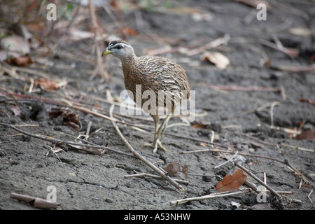 Doppelte angespornt Francolin Francolinus bicalcaratus Stockfoto