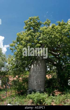 Gregory Boab Baum im Northern Territory in Australien Stockfoto