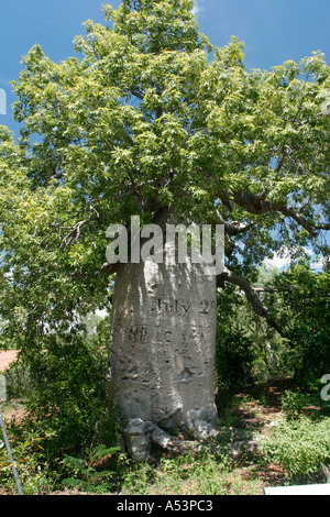 Gregory Boab Baum im Northern Territory in Australien Stockfoto