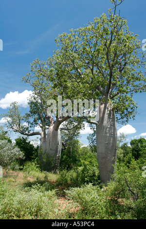 Baobab-Bäume in Australien Stockfoto