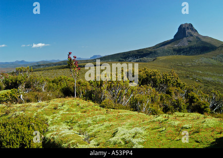 Kissen Pflanzen vor Barn bluff Overland Track auf in Cradle Mountain Lake St. Clair Nationalpark Tasmanien Australien Stockfoto