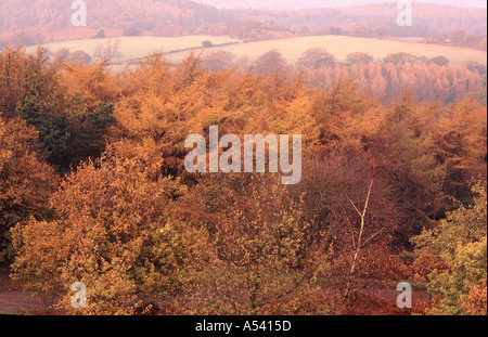 Ein Wald von Lärchen im Herbst goldfarben Beacon Hill in der Nähe von Leicester England UK Stockfoto