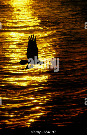 Fischadler fliegen mit Fisch über dem Ozean als Sonnenuntergang Streifen gegen Wellen, Sannibel Island, Florida USA Stockfoto